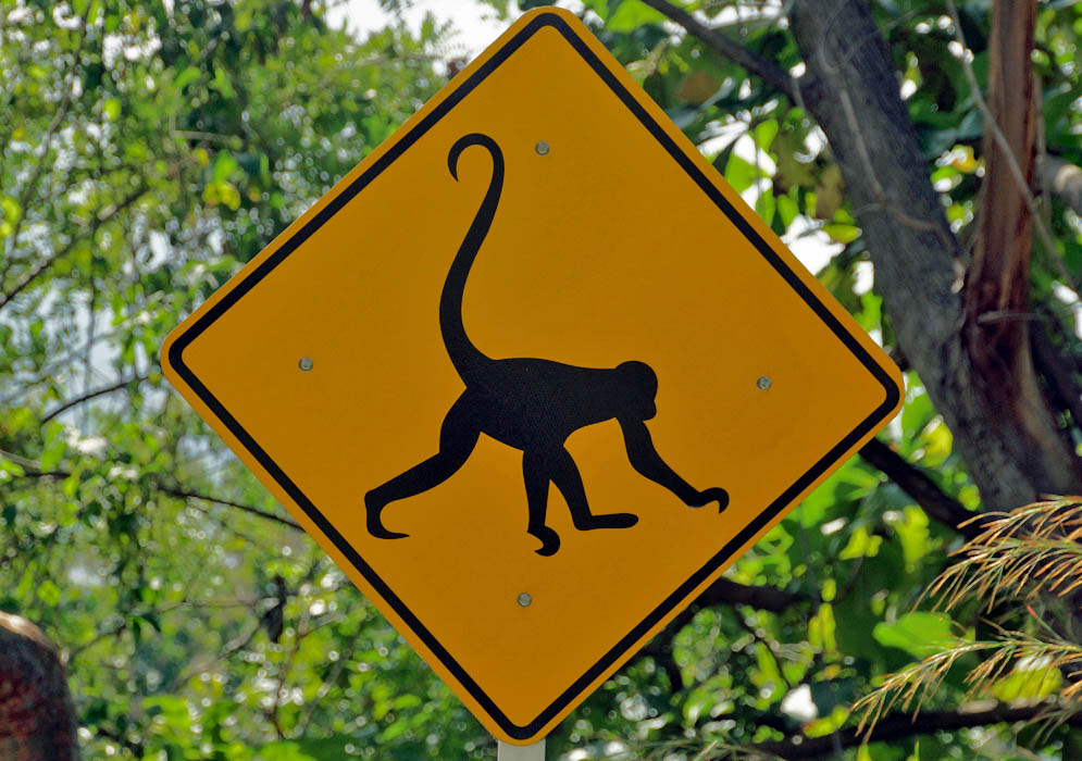 Colombian road sign warning of monkeys on highway