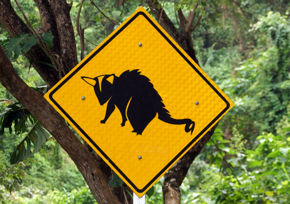 Colombian road sign warning of opossums on highway