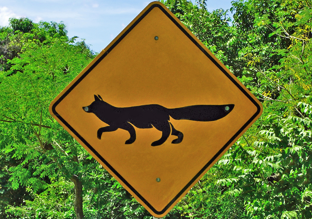 Colombian road sign of a fox