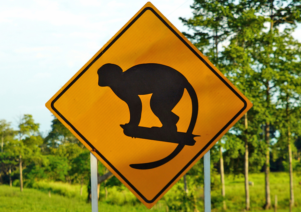 Colombian road sign of a monkey on a branch