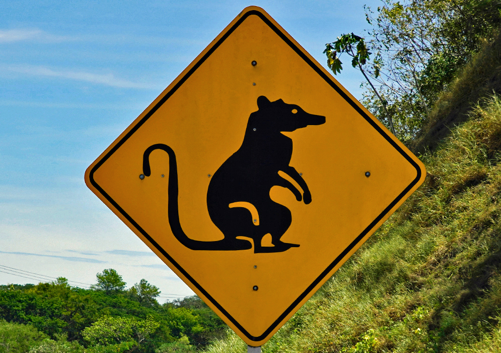 Colombian road sign of an upright opossum