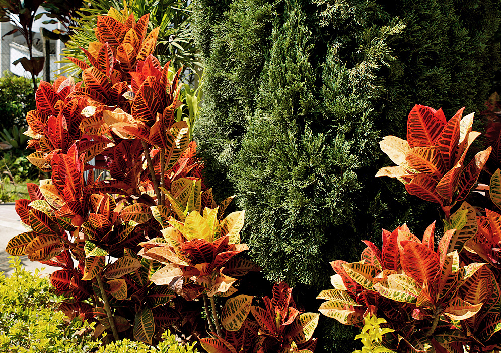 Codiaeum variegatum with leave in colors of red, yellow and orange in a garden in sunlight