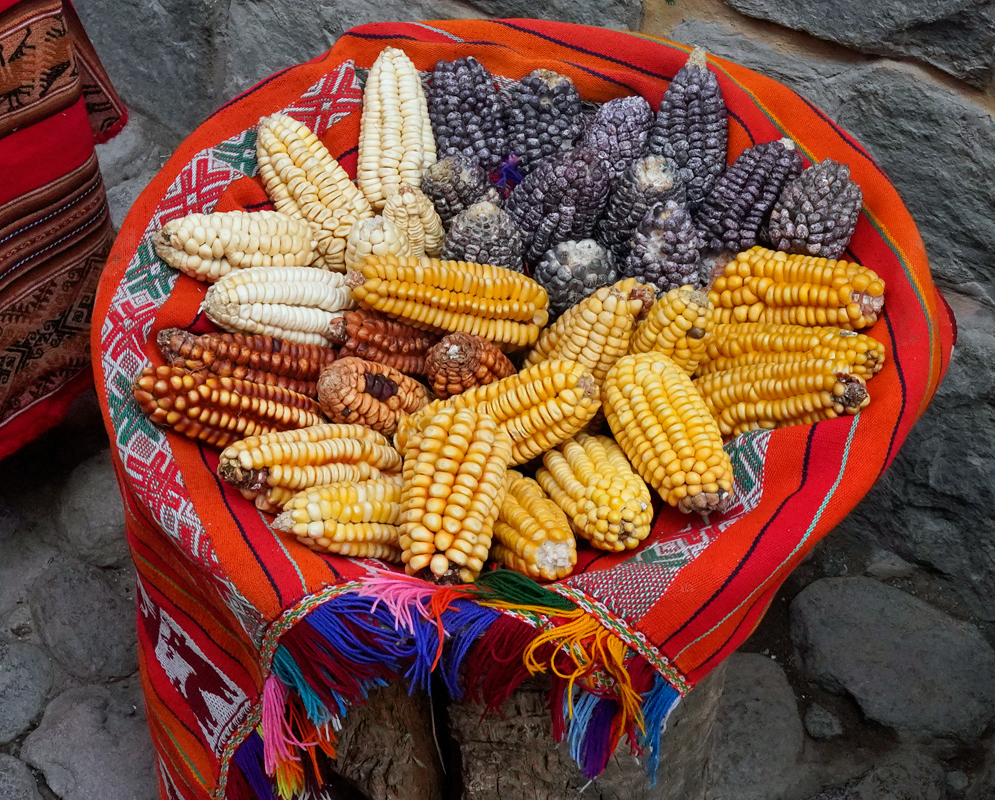 Colorful Andean Corn Varieties on Textile A traditional Andean textile basket filled with colorful corn varieties, including white, yellow, purple, and red ears, displayed against a stone wall in a rustic setting