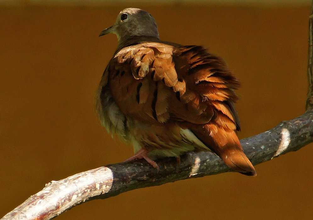 A skrag-brown Columbina talpacoti with ruffled back feathers