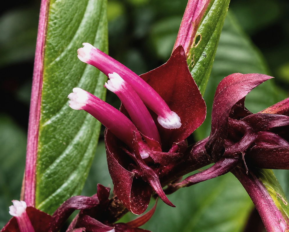 Columnea albovinosa plant habit and foliage