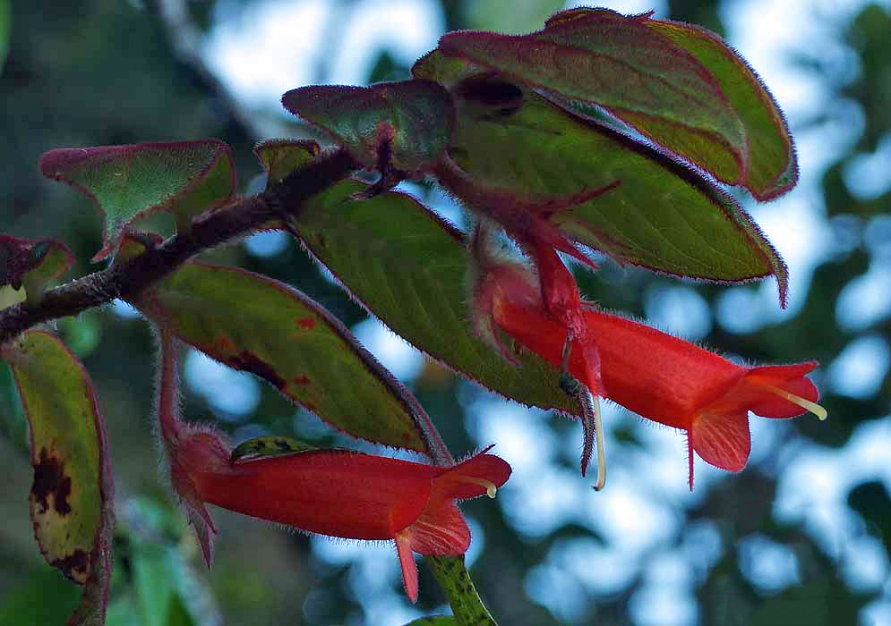 Two bright red Columnea anisophylla flowers with white pistils