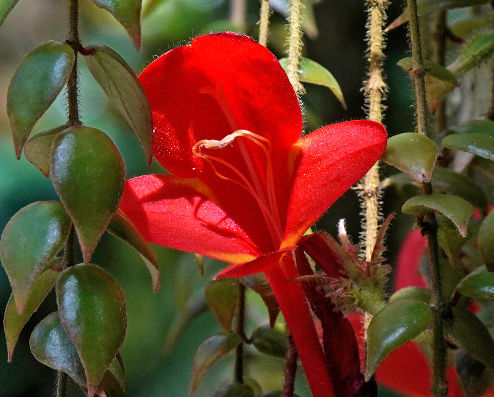 A close-up of a single red Columnea arguta flower shows its luminous petals and long stamens framed by shiny green leaves and trailing stems