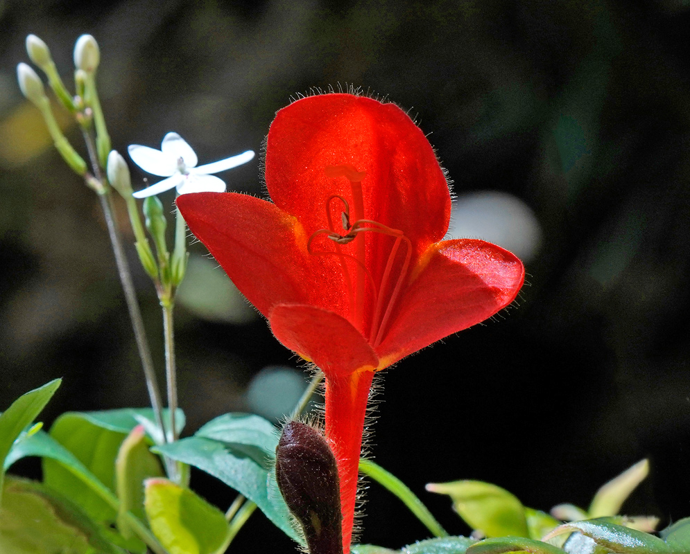 A vivid red flower of the Columnea arguta stands out with its velvety petals and curved stamens, surrounded by green buds and a white star-shaped flower in the background