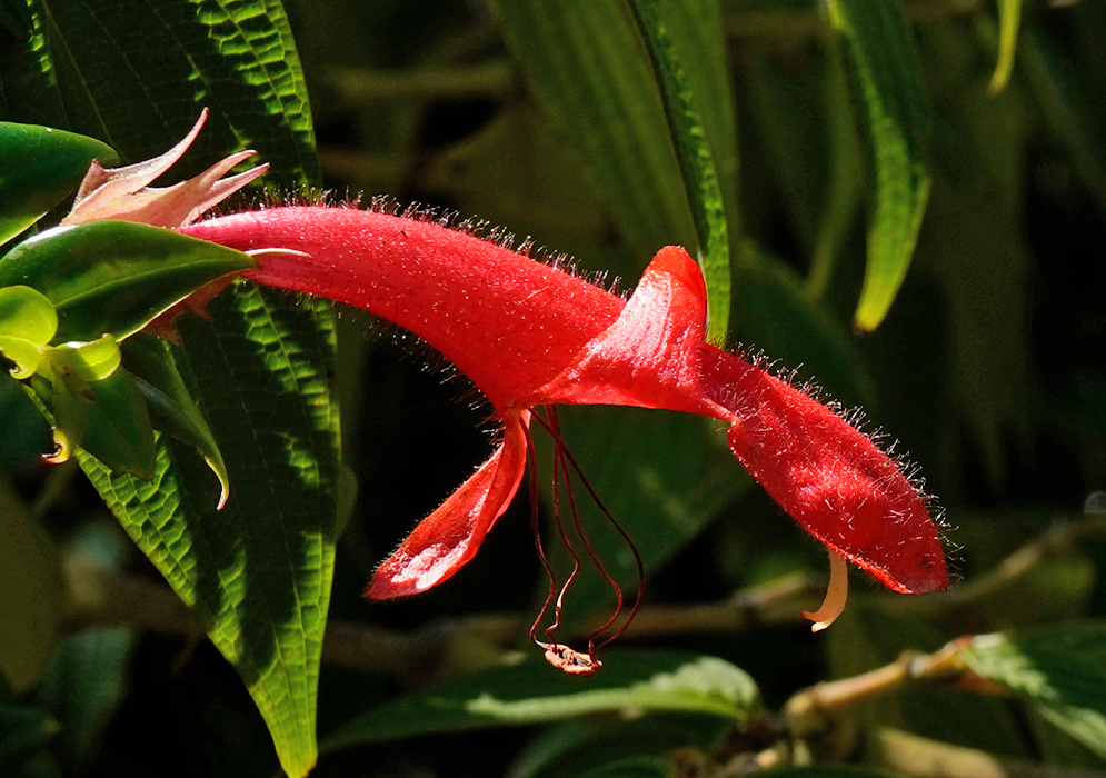 Columnea billbergiana with a single bright red tubular flower covered in fine hairs and extending from green foliage