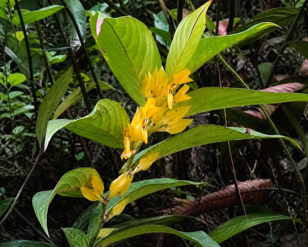 Yellow bracts surrounding flowers of Columnea ericae in Chocó Colombia