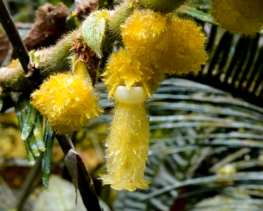Columnea fuscihirta with bright yellow, fuzzy tubular flowers hanging from a stem with green leaves