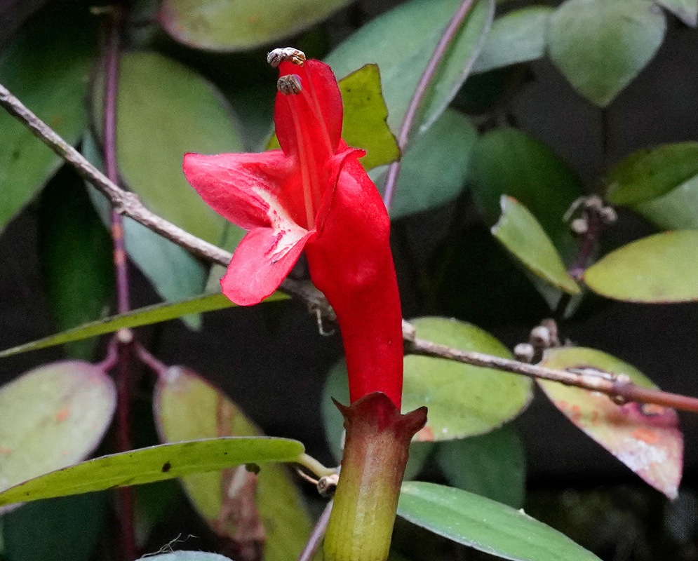Columnea kienastiana with a single tubular red flower emerging upright from a stem surrounded by green leaves