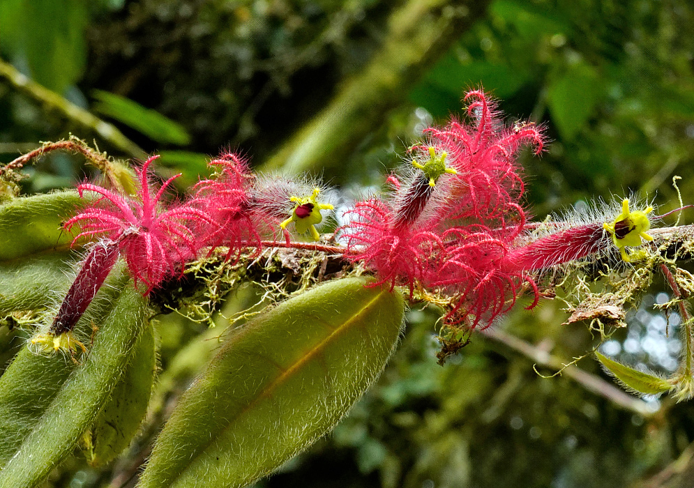 Columnea minor with tubular flowers covered in red bristly hairs and yellow star-shaped floral openings on a leafy branch