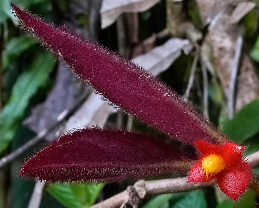 Columnea parviflora plant habit and foliage