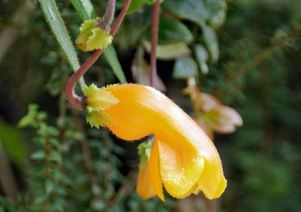 A sunlit Columnea strigosa flower of yellow an orange and hanging on a red stem
