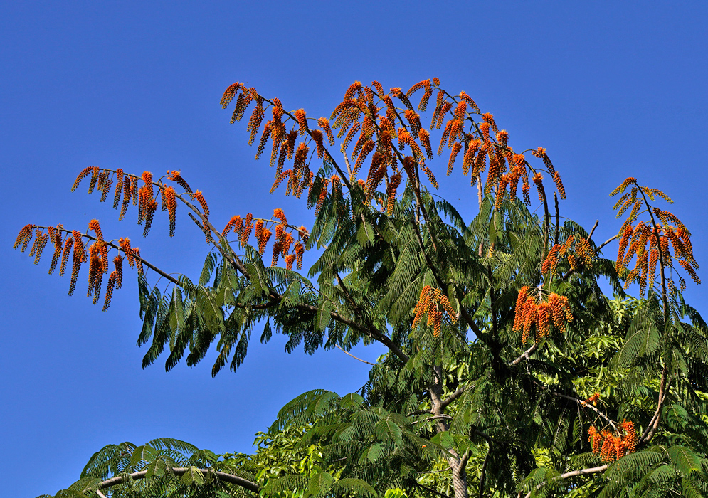 Colvillea racemosa tree with long clusters of bright orange flowers hanging above feathery green foliage against a clear blue sky