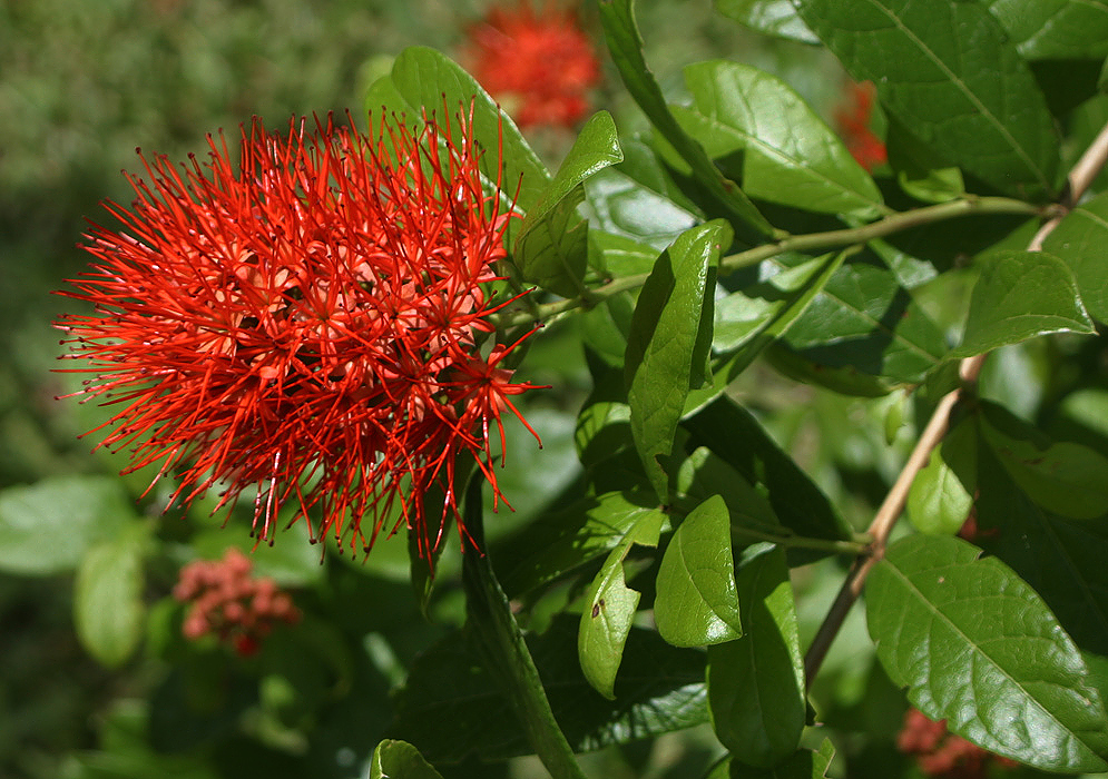 A small combretum aubletii inflorescence with bright red flowers