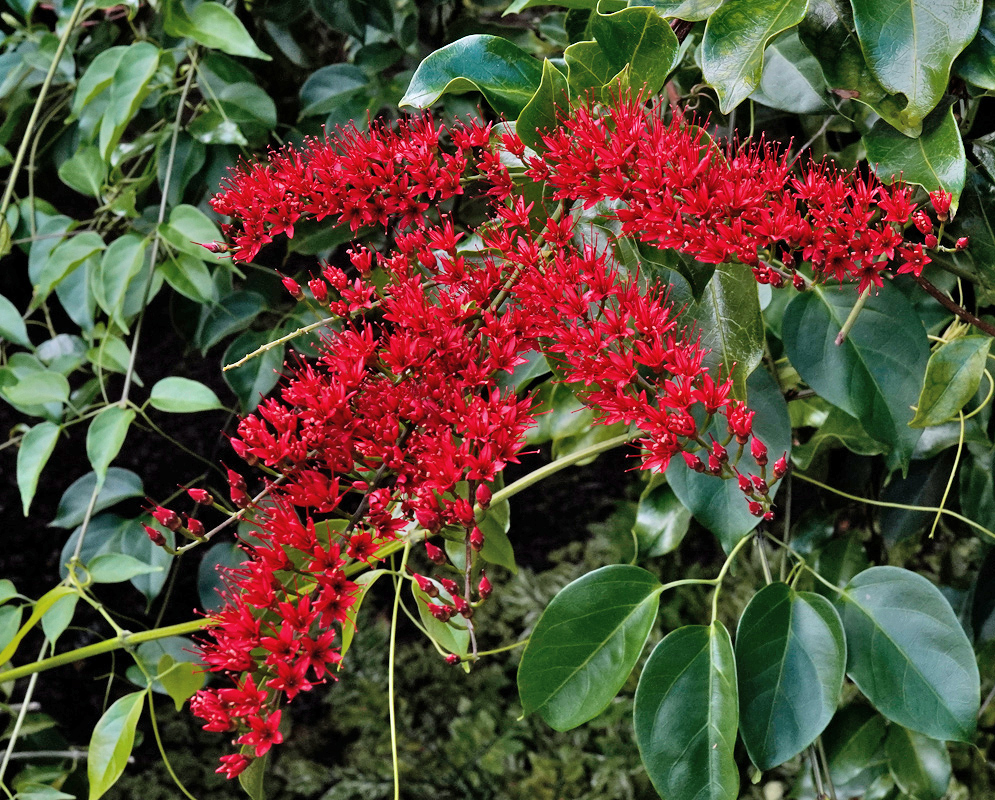 Combretum coccineum Red Blooms A cluster of Combretum coccineum flowers with dense bright red tubular blooms arranged on arching stems against glossy green leaves