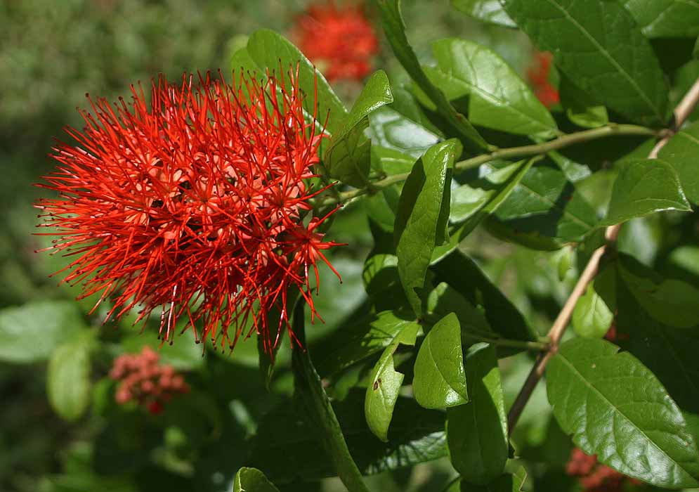 A small Combretum constrictum inflorescence with bright red flowers