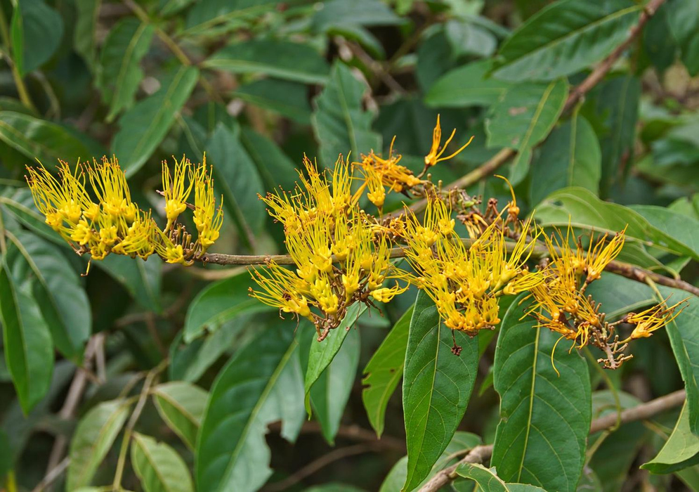 Combretum fruticosum Yellow Brushlike Flower Clusters Combretum fruticosum bears yellow brushlike flowers with long projecting stamens