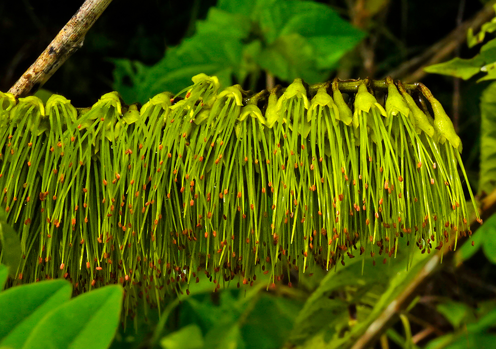 Combretum fruticosum yellow-green flowers