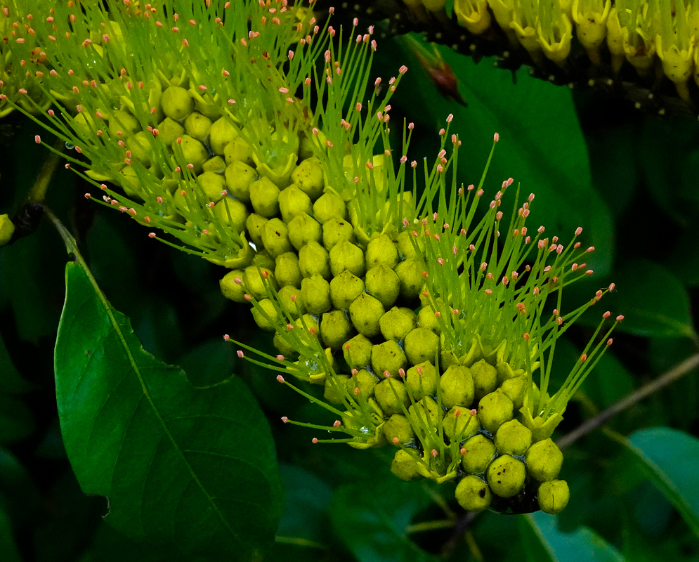 Yellow Combretum flowers on a tree breach