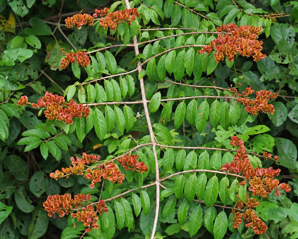 Combretum fruticosum Red Brown Winged Fruit Branches Combretum fruticosum carries red brown winged fruits along spreading leafy branches
