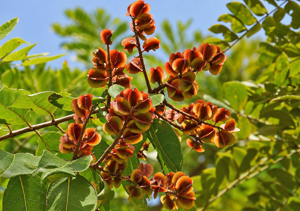 Combretum fruticosum Rusty Red Winged Fruit Clusters Combretum fruticosum bears clusters of rusty red four winged fruits on slender branches