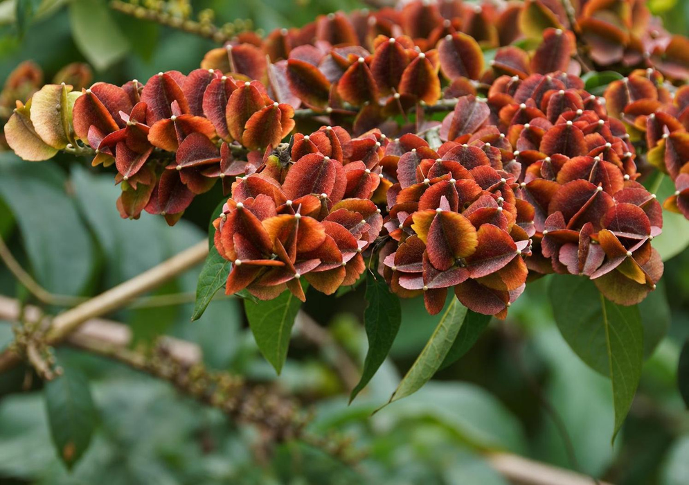 Combretum fruticosum Dense Red Brown Winged Fruits Combretum fruticosum has dense groups of red brown winged fruits among green leaves