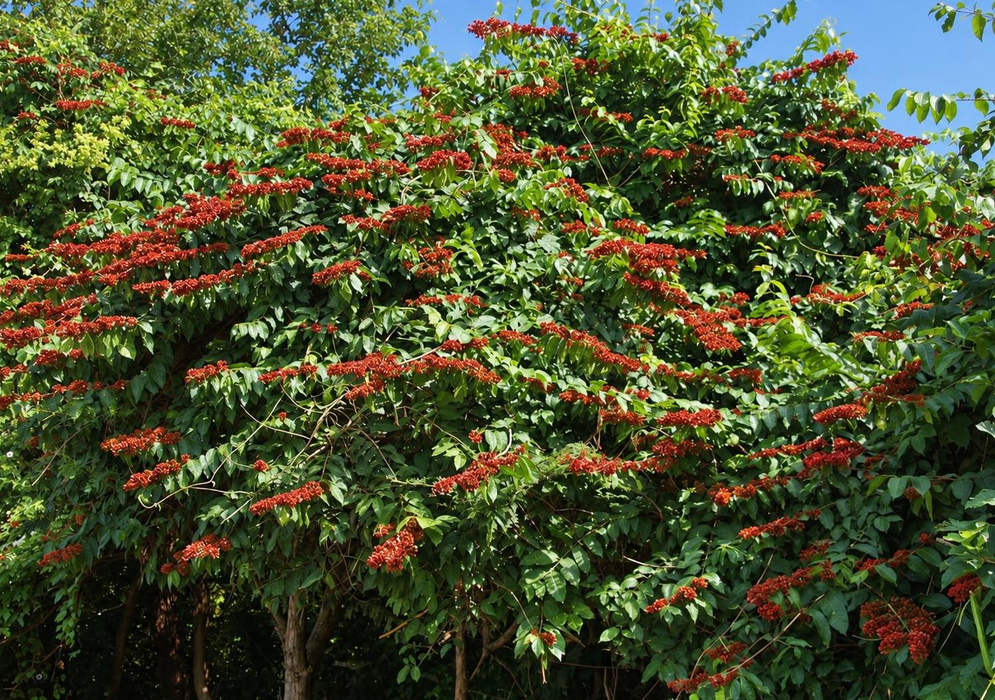 Combretum fruticosum Shrub with Reddish Fruit Clusters Combretum fruticosum forms a spreading shrub covered in long reddish fruit clusters