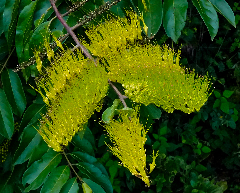 A branch of Combretum fruticosum yellow flowers