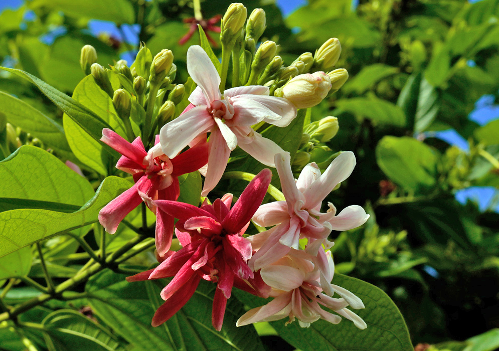 Combretum indicum Double Bloom A rare double-flower formation of Combretum indicum with pale pink layered petals among buds and green foliage