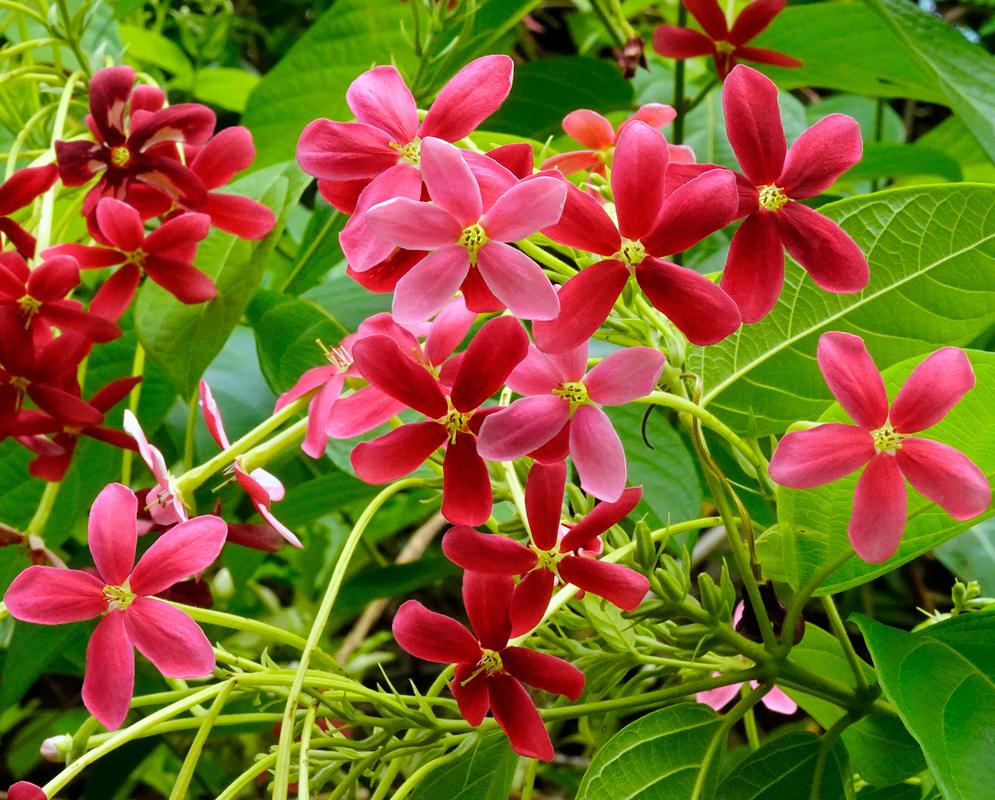 Combretum indicum Cluster Blooms A lush cluster of red and pink Combretum indicum flowers blooming together against a backdrop of bright green foliage