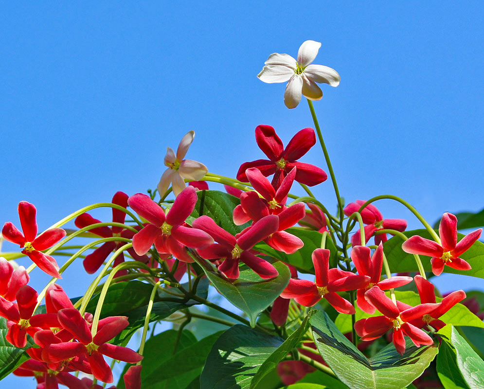 Red and white Combretum indicum flowers under blue sky