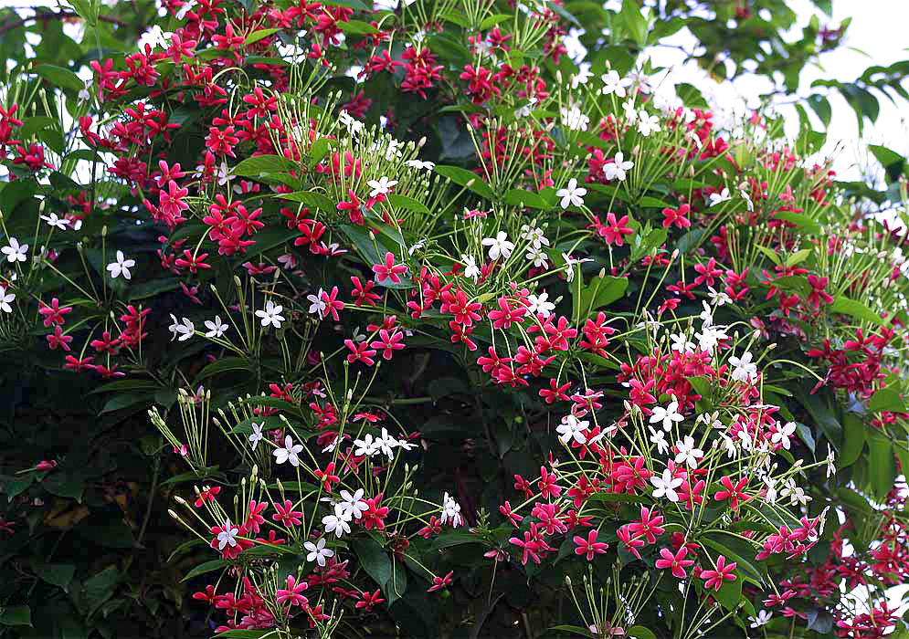 Red, white and pink Combretum indicum flowers