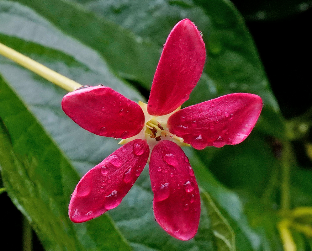 Combretum indicum Red Flower Close-up A glistening red Combretum indicum flower with raindrops on its curved petals, centered against a blurred green background