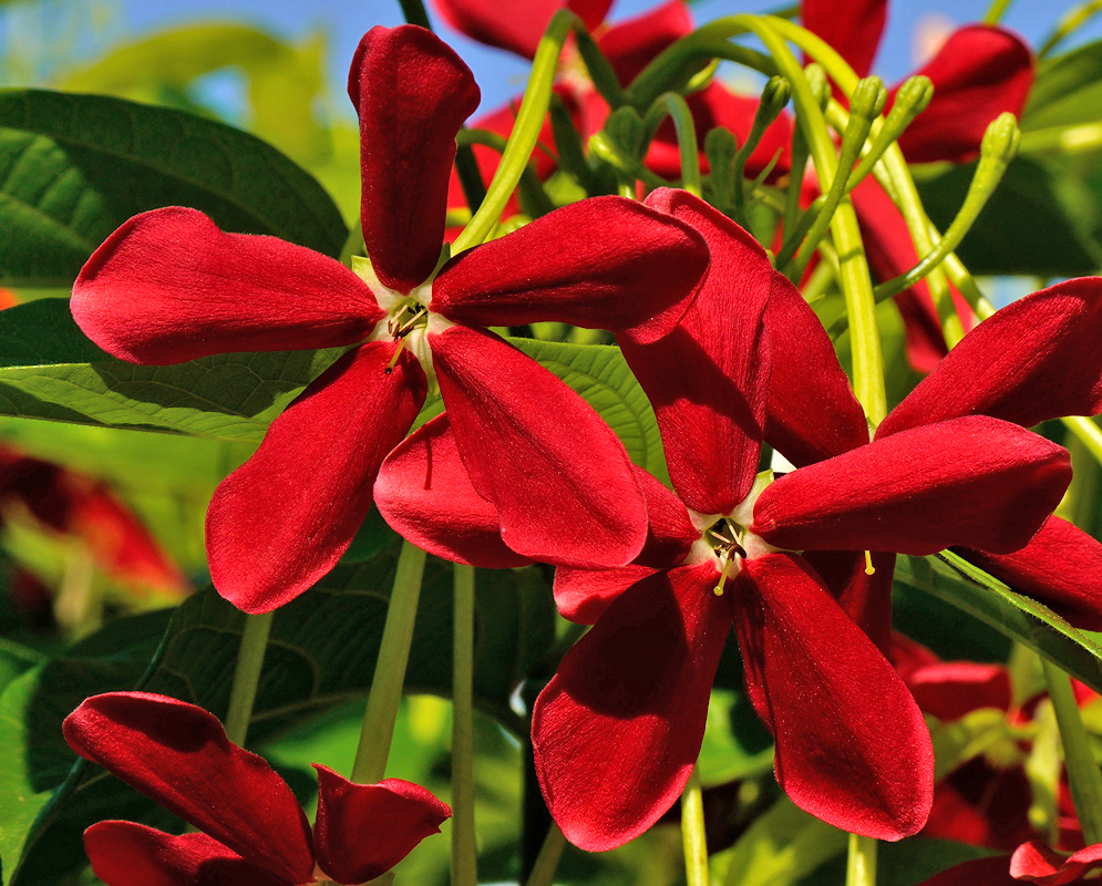 Combretum indicum Red Blossoms A vibrant cluster of rich red Combretum indicum flowers in bright sunlight, showing velvety petals and unopened buds