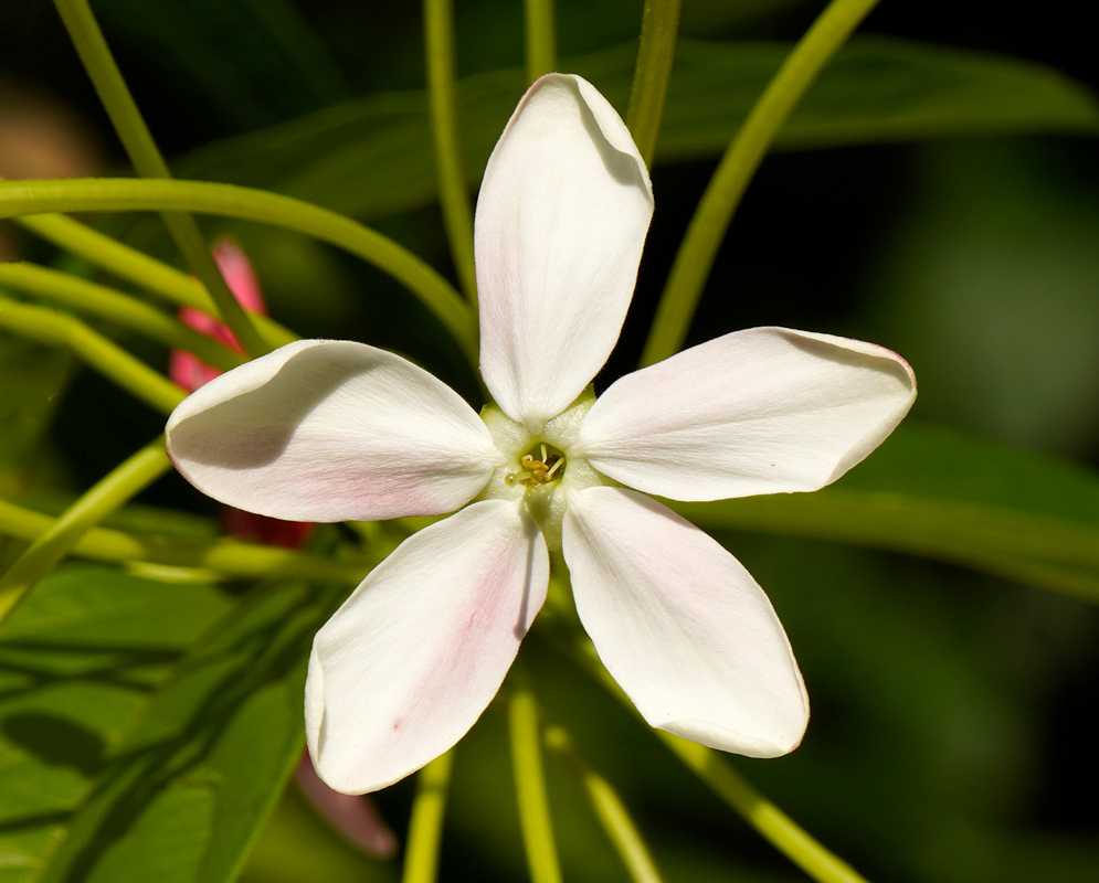 Combretum indicum White Bloom A single, fresh white Combretum indicum flower with faint pink tones displayed in full bloom against a leafy background