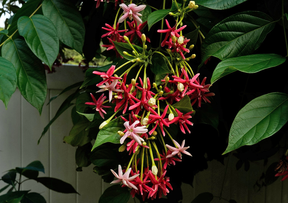Combretum indicum Hanging Spray A dense hanging bunch of Combretum indicum flowers in various shades of pink and red, set against large green tropical leaves