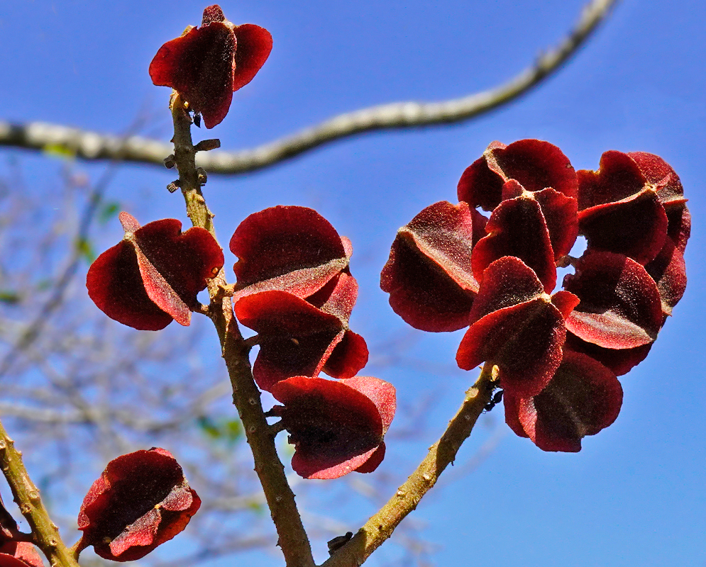 Red Combretum fruticosum seed pods with blue sky background