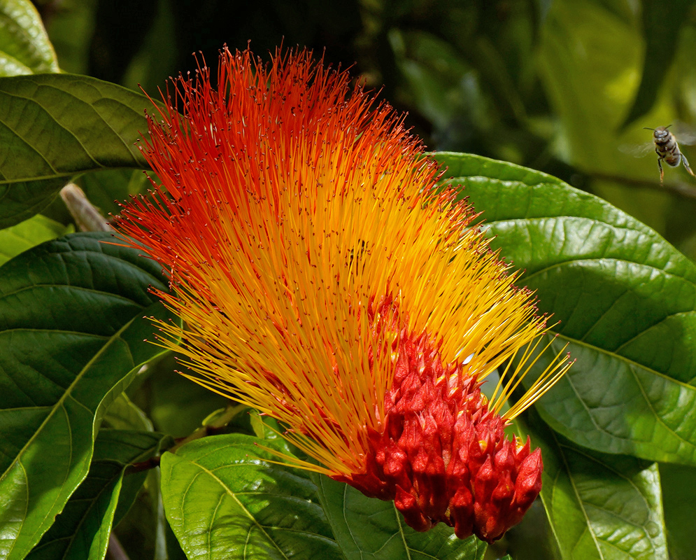 Combretum rotundifolium Flower Spike A Combretum rotundifolium flower spike with dense clusters of long yellow stamens tipped red emerging from red bracts surrounded by glossy green leaves