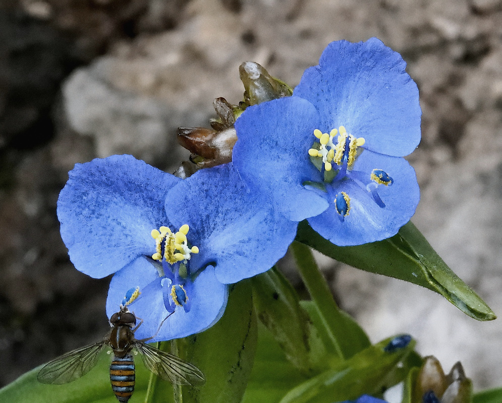 Commelina diffusa blue flowers