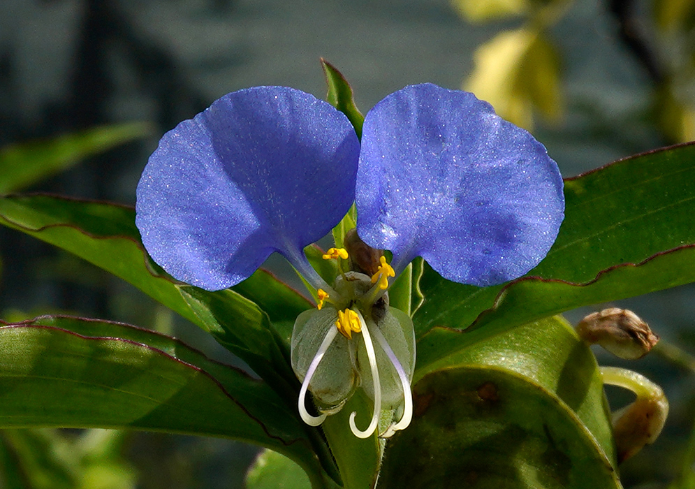 Commelina erecta Blue Flower Close-up of a Commelina erecta flower displaying two shimmering blue upper petals and delicate white and yellow stamens against green foliage