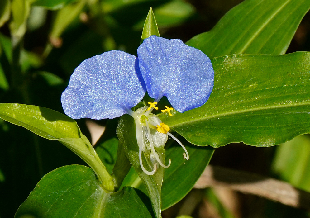 Commelina erecta Blue Bloom Vibrant Commelina erecta bloom with vivid blue petals and curled white filaments, framed by broad green leaves