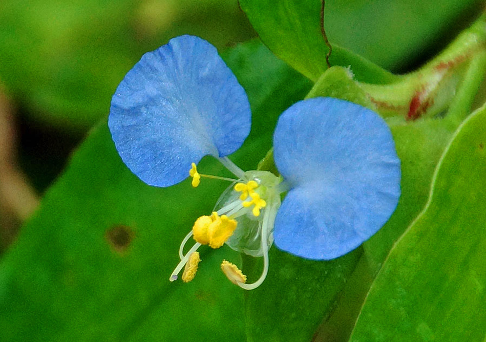 Blue Commelina erecta flower petals and white filaments with yellow anthers and stigma