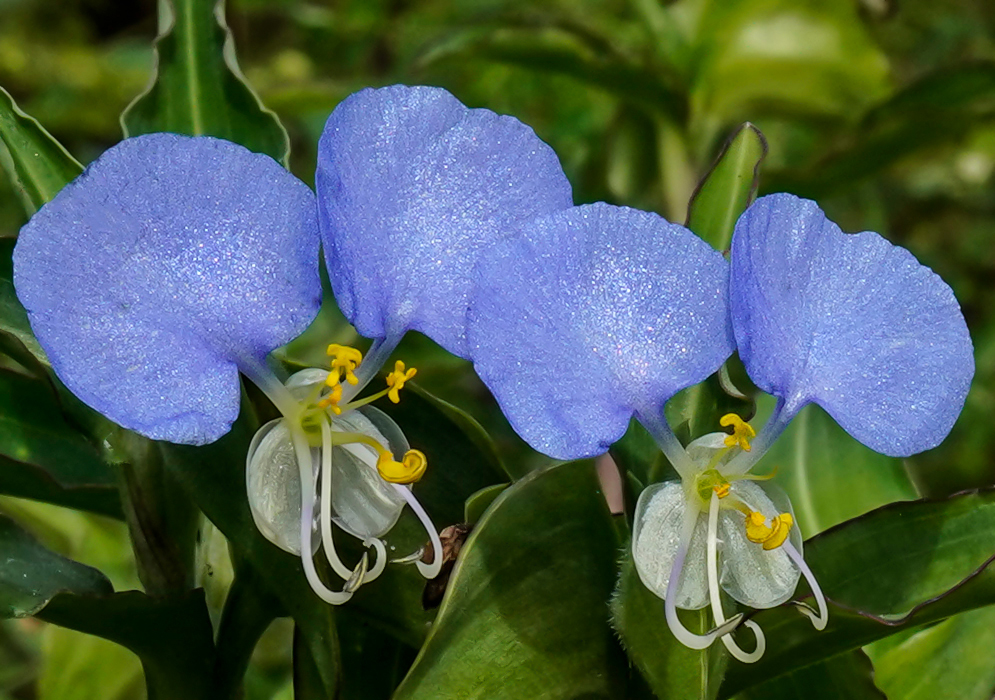 Blue Commelina erecta flower petals and white filamenta with yellow anthers and stigma