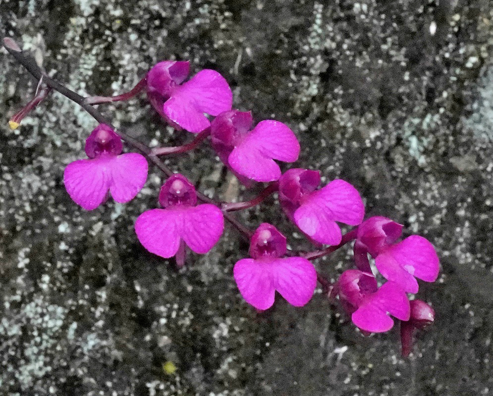 Branch of Dark Pink Comparettia Falcata Orchids A stunning cluster of dark pink Comparettia falcata orchids, often called the Hummingbird Orchid, against a textured stone backdrop