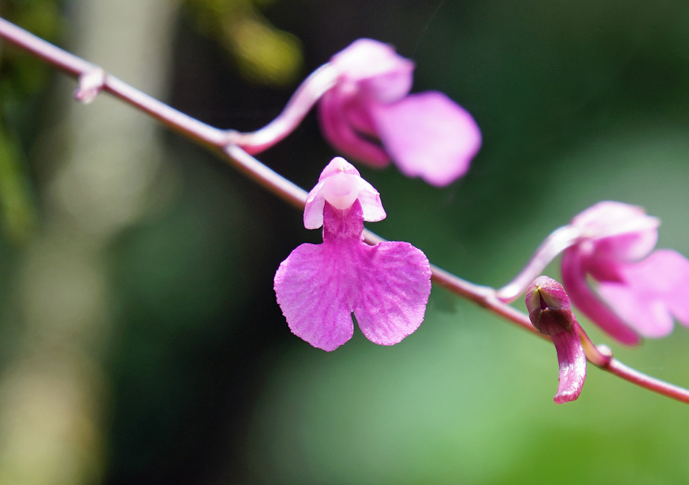 Comparettia falcata purple-pink flower
