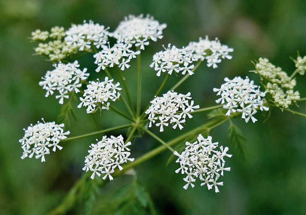 Heads of tiny white five petal flowers