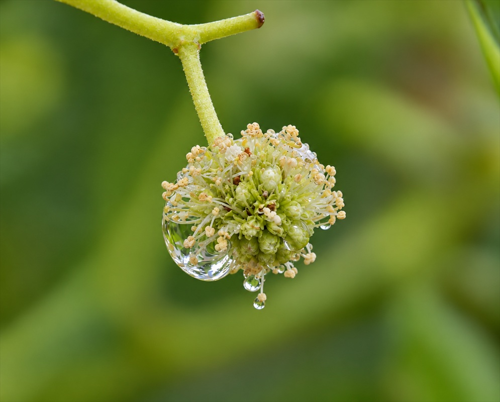 Conocarpus erectus Pale Flowerhead with Water Droplet Conocarpus erectus has a rounded pale flowerhead holding a large clear water droplet